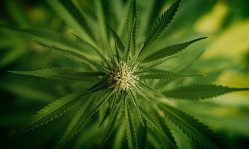 Was hat die Hanfpflanze eigentlich alles zu bieten?