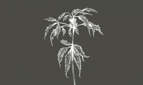 Geschichtliches zu Hanf