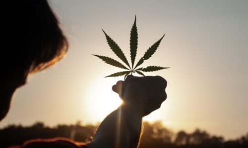 Cannabis Legalisierung: welche Chance bietet sie für Deutschland?