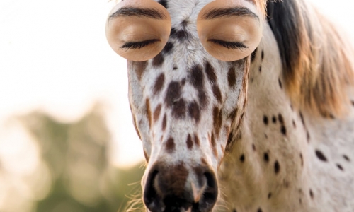 CBD für Tiere: Was Du wissen musst, um Deinem Haustier zu helfen