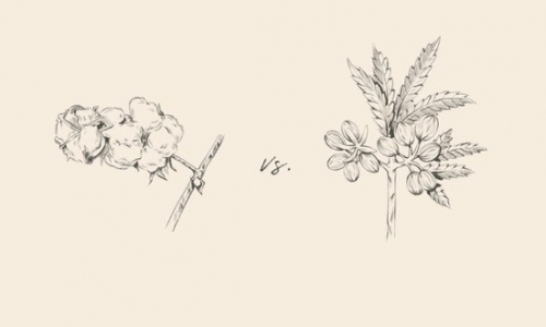 Warum ist Hanf besser als Baumwolle? Und warum wird Hanf so wenig genutzt?